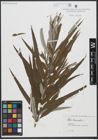 Foto von Salix viminalis L.